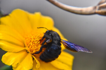 Poster - Selective focus shot of Carpenter bee sipping nectar from a yellow flower