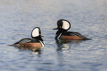 Poster - Male Hooded Mergansers swimming on water