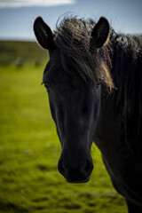 Wall Mural - Vertical closeup of the black horse. Animal portrait. Iceland.