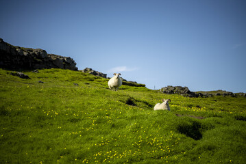 Poster - White sheep in the green field. Iceland.