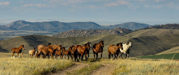 Wall Mural - Quarter Horse Mares and Foals