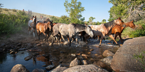 Wall Mural - Horse Herd crossing water