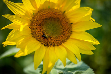 Wall Mural - closeup shot of an insect sitting on a sunflower