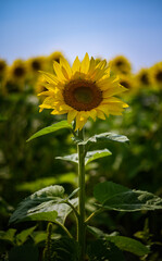 Wall Mural - vertical shot of a sunflower in the field