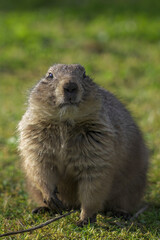 Sticker - Closeup of a cute Marmot on the grass in a field