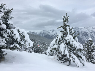 Poster - View of pine trees covered with snow standing in a mountainous area with forests around