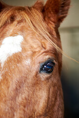 Poster - Vertical closeup of a brown horse's eye against the blurred background