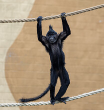 Spider Monkey On A Rope