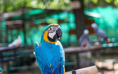 Poster - Closeup shot of a cute blue parrot