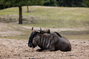 Wall Mural - Wildebeest resting in a field