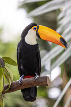 Toucan Perched On A Branch Outdoors