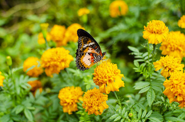 Poster - Selective focus shot of a lace wing butterfly pollinating a marigold