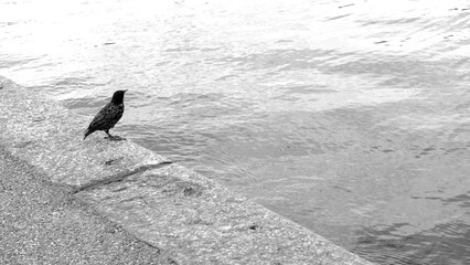 Poster - Grayscale of a common starling perched on the sidewalk on the lakeshore