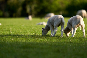 Wall Mural - White lamb grazing on the pasture