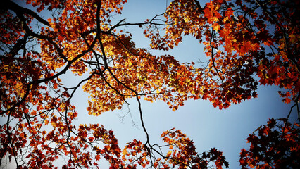 Wall Mural - Low angle shot of the tree red leaves and the blue sky on the background during autumn