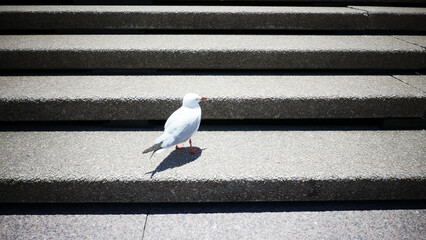 Poster - Lonely larus seagull standing in the sun on the stairs with its tail directed to the camera