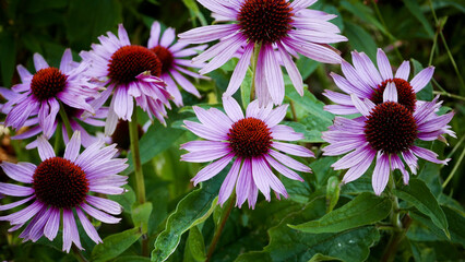 Wall Mural - Beautiful daisy flowers in a garden