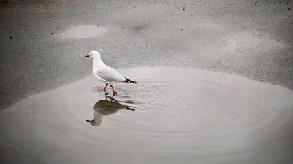 Sticker - Lonely Larus seagull on the shore of the ocean or sea covered with sand