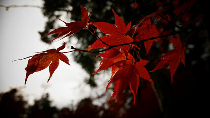 Poster - Closeup shot of a Maple tree with beautiful red leaves in the park on a gloomy day