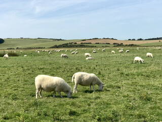 Poster - View of white sheep grazing in the green field under the bright cloudy sky