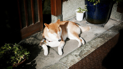 Wall Mural - Shiba Inu dog resting outdoors on the ground near the house on a sunny day