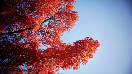 Sticker - Low angle shot of the tree leaves and the sky on the background during autumn in Kyoto, Japan