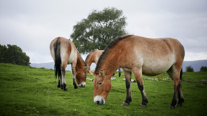 Wall Mural - Horses grazing in a field