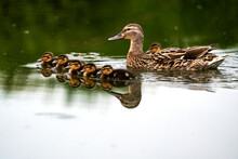 Mother Duck And Ducklings Swimming In A Lake