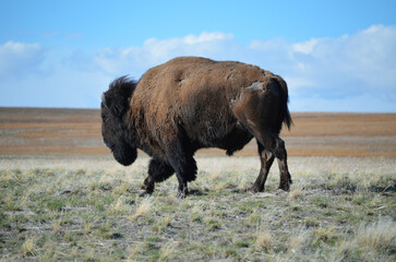 Sticker - Closeup shot of plains bison