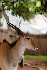 Sticker - Vertical shot of a common eland against blurred background in Maasai Mara in Kenya