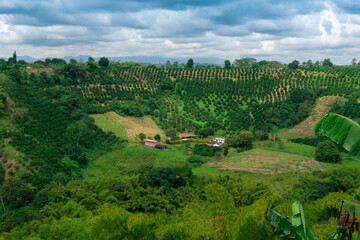 Poster - Landscape of beautiful green plantation with a blue sky above it