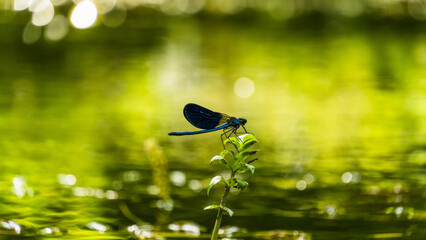 Poster - Closeup of a tiny bug with blue wide wings perched on a green plant against the background of water