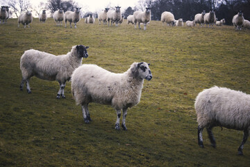 Sticker - Beautiful shot of cheeky lambs in a field in Scotland