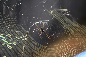 spider on the web