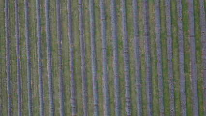 Poster - Aerial top view of a large agricultural field on the countryside