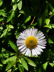 Wall Mural - close-up shot of common daisy flowers blooming in the garden in bright sunlight
