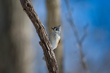 Wall Mural - Closeup of a Tufted Titmouse on a tree