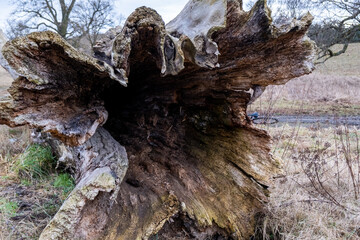 Poster - Uprooted dead tree with a huge hole