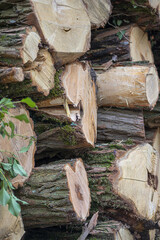 Wall Mural - Vertical closeup shot of stacked firewoods