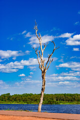 Wall Mural - Vertical photo of a bare tree next to a lake and clouds in the sky in nature