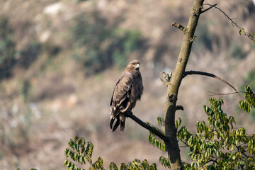 Poster - Selective focus shot of an eagle perched on a branch