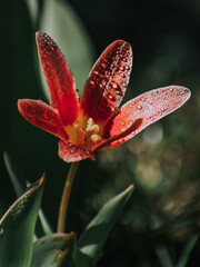 Wall Mural - vertical shot of a blooming orange wild tulip covered with dewdrops