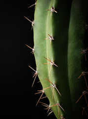 Poster - Vertical shot of a thorny cactus on a black background