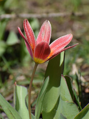 Wall Mural - vertical shot of a blooming orange wild tulip