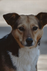 Canvas Print - Vertical portrait of a cute street dog