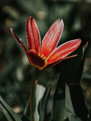 Wall Mural - vertical shot of a blooming orange wild tulip covered in dewdrops