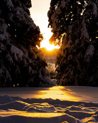 Wall Mural - Vertical shot of sunrise on swiss forest