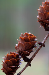 Sticker - Vertical shallow focus shot of three fir cones of a European larch (Larix decidua)