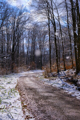 Canvas Print - Vertical shot of a trail in a snowy forest with leafless trees