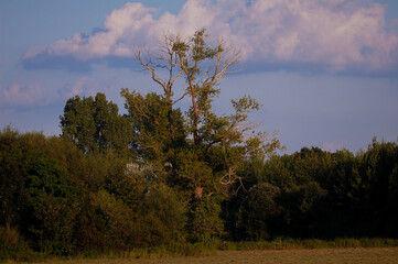 Wall Mural - Green bushy trees with a blue cloudy sky in the background